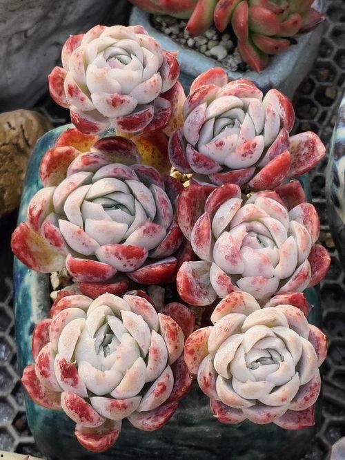 网友爆料多肉视频网站,网友爆料热门视频网站多肉盛宴