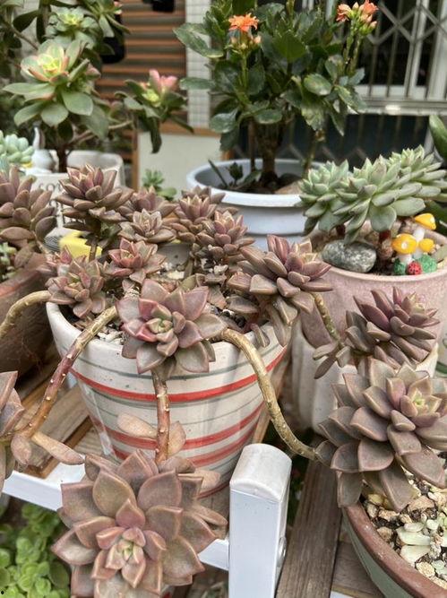 网友爆料多肉视频网站,网友爆料热门视频网站多肉盛宴 第3张 网友爆料多肉视频网站,网友爆料热门视频网站多肉盛宴 第3张