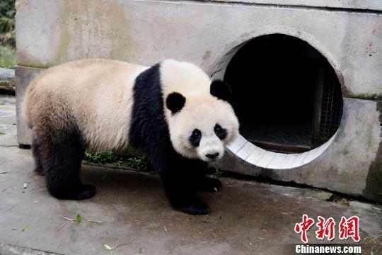 林冰最新爆料熊猫是哪一期,揭秘熊猫传奇，哪一期节目带你走进国宝世界？  第2张