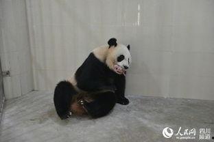 林冰最新爆料熊猫是哪一期,揭秘熊猫传奇，哪一期节目带你走进国宝世界？  第3张