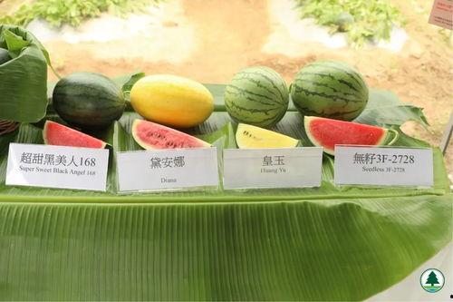 五一免费吃瓜官网,免费瓜果盛宴等你来享！