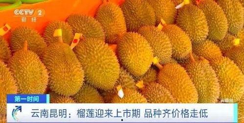 邹平榴莲价格最新爆料,揭秘市场动态与消费者关注焦点  第1张