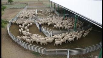 羊圈真实爆料视频大全,真实事件背后的惊人真相  第2张