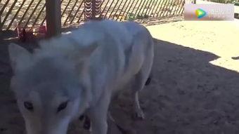 羊圈真实爆料视频大全,真实事件背后的惊人真相  第3张