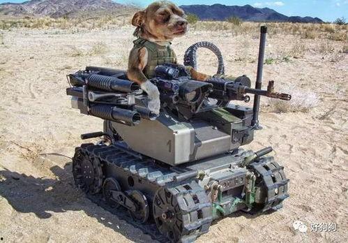 娱乐吃瓜汪星人是谁